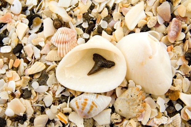 Prehistoric shark tooth in shells at Shark's Tooth Festival in Venice Florida